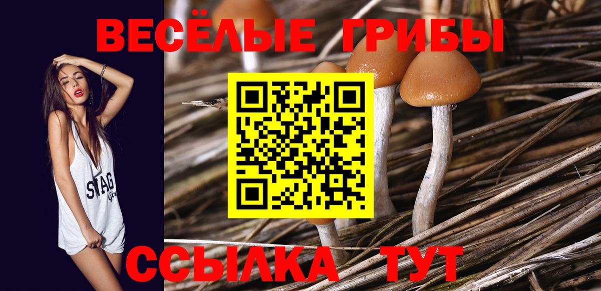 Псилоцибиновые грибы Cubensis Новоалтайск